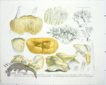 Mushroom Atlas 43